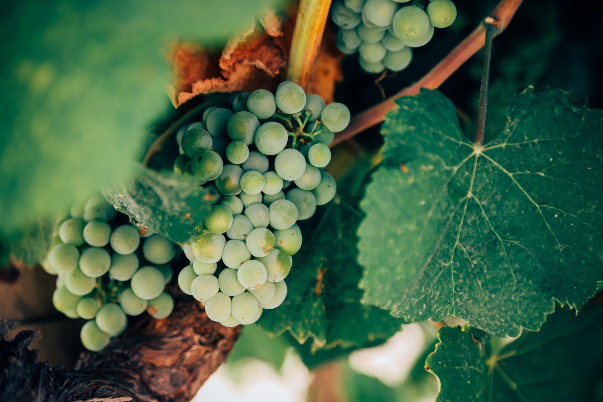 Секрети хорошого вина. Коли і як ми збираємо виноград?