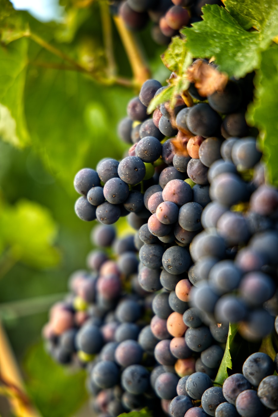 The secrets of a good wine. Why do we need enzymes and yeasts in winemaking?